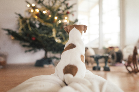 Jack Russel Terrier sitzt vor dem Weihnachtsbaum, lizenzfreies Stockfoto