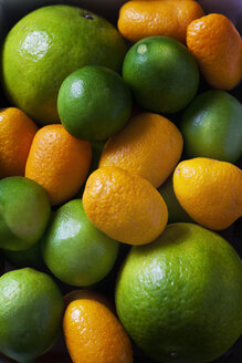 Kumquats, Limettenquats und Limetten - CSF28699