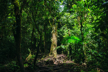 Costa Rica, Landschaft mit beleuchtetem Baum auf dem Weg zum Vulkan Cerro Chato - KIJF01850