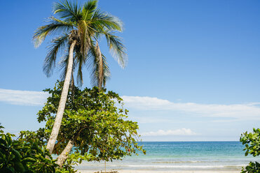 Costa Rica, Limon, Beach with palm tree in the national park of Cahuita - KIJF01859