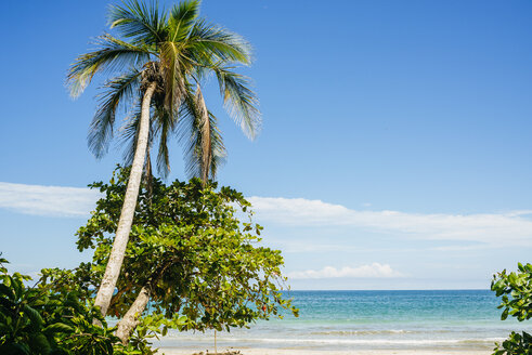 Costa Rica, Limon, Strand mit Palme im Nationalpark von Cahuita - KIJF01859