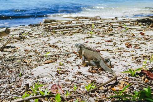 Costa Rica, Limon, Leguan beim Spaziergang am Strand des Cahuita-Nationalparks - KIJF01861