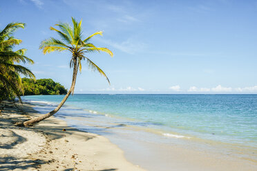 Costa Rica, Limon, Strand mit Palme im Nationalpark von Cahuita - KIJF01862