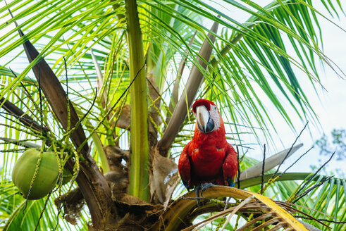 Panama, Roter Papagei auf Palme - KIJF01873