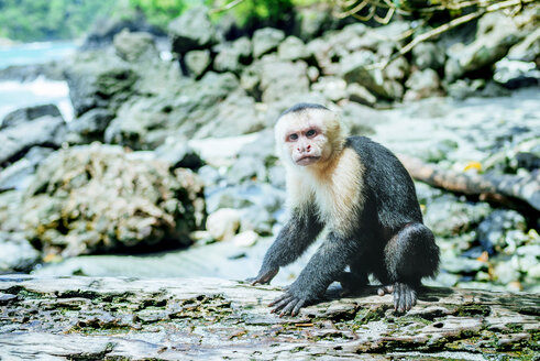 Costa Rica, Manuel Antonio, Affe auf einem Baumstamm im Manuel Antonio National Park - KIJF01885