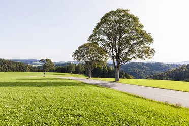 Deutschland, Baden-Württemberg, Schwarzwald, Baum an Landstraße bei St. Maergen - WDF04253