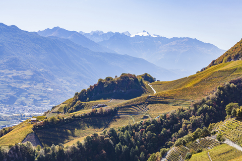 Schweiz, Wallis, Montagnon, Weinberge, lizenzfreies Stockfoto