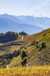 Switzerland, Valais, Montagnon, vineyards - WDF04304