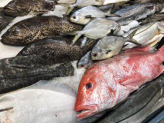 Verkaufsdisplay auf dem Fischmarkt mit Red Snapper, Seebarsch und anderen Fischsorten - ABAF02193