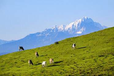 Germany, Bavaria, Allgaeu, cows on meadow near Lechbruck - SIEF07658