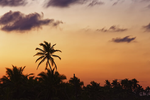 Karibik, Dominikanische Republik, Punta Cana, Playa Bavaro, Silhouetten von Palmen bei Sonnenuntergang - GFF01062