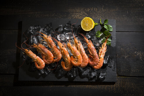 Argentine red shrimps on ice - MAEF12479