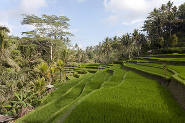 Indonesia, Bali, Ubud, rice fields - ZCF00607