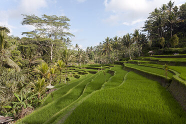 Indonesien, Bali, Ubud, Reisfelder - ZCF00607