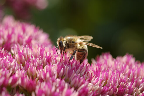 Honigbiene auf der Blüte eines Blumenkohlpilzes - SIEF07661