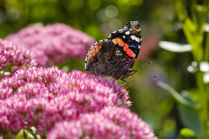 Roter Admiral auf der Blüte des Blumenkohlpilzes - SIEF07662