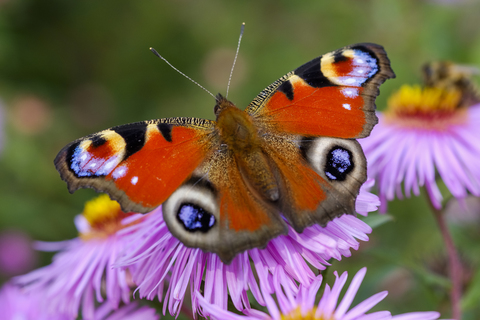 Tagpfauenauge auf der Blüte einer Aster, lizenzfreies Stockfoto