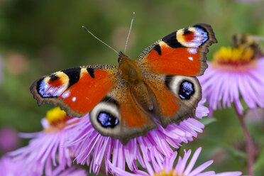 Tagpfauenauge auf der Blüte einer Aster - SIEF07663