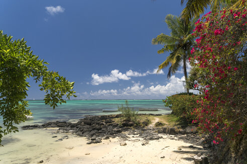 Mauritius, Cap Malheureux, Bougainvillea am öffentlichen Strand von Bain Boeuf - PCF00355