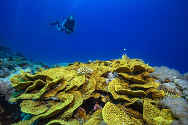 Ägypten, Rotes Meer, Hurghada, Taucher über gelben Wellenkorallen - YRF00170