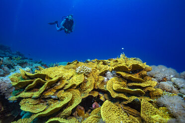 Egypt, Red Sea, Hurghada, scuba diver over yellow waver coral - YRF00170