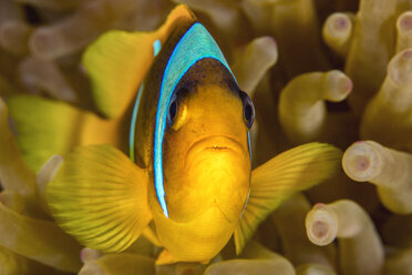 Egypt, Red Sea, Hurghada, red sea anemonefish - YRF00175