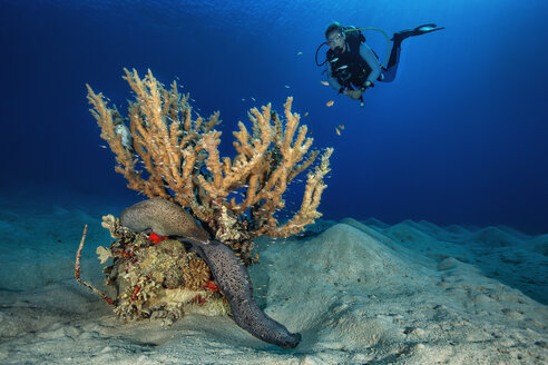 Egypt, Red Sea, Hurghada, scuba diver and giant moray - YRF00176