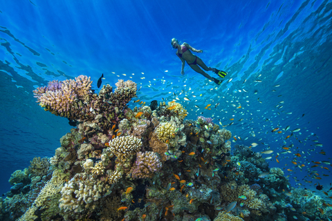 Ägypten, Rotes Meer, Hurghada, junge Frau beim Schnorcheln am Korallenriff, lizenzfreies Stockfoto