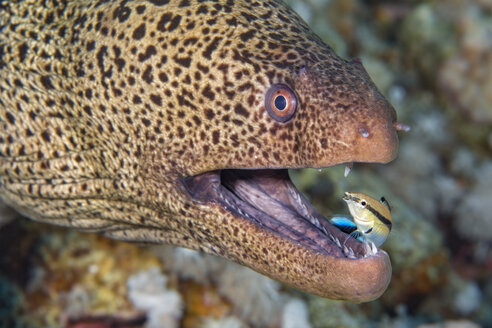 Egypt, Red Sea, Hurghada, giant moray with common cleaner wrasse - YRF00182