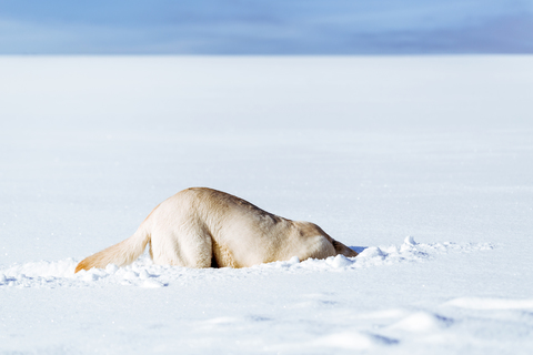 Dog sniffing in snow stock photo