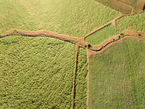 Mauritius, Highlands, sugarcane fields - FOF09694