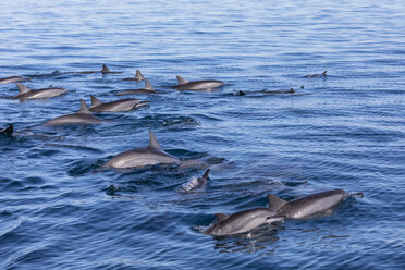 Mauritius, Indian Ocean, bottlenose dolphins, Tursiops truncatus - FOF09734