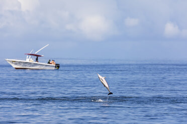 Mauritius, Indischer Ozean, springender Spinnerdelfin, Stenella longirostris - FOF09735