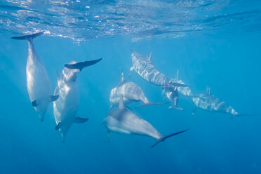 Mauritius, Indian Ocean, bottlenose dolphins, Tursiops truncatus - FOF09736