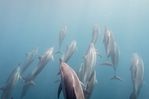 Mauritius, Indischer Ozean, Großer Tümmler, Tursiops truncatus, lizenzfreies Stockfoto