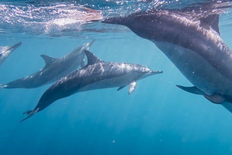 Mauritius, Indian Ocean, bottlenose dolphins, Tursiops truncatus stock photo