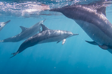 Mauritius, Indian Ocean, bottlenose dolphins, Tursiops truncatus - FOF09738