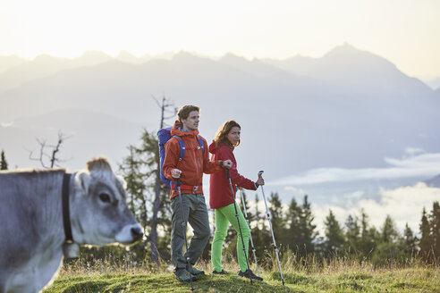 Österreich, Tirol, Mieminger Plateau, Wanderer auf Almwiese mit Kuh - CVF00055