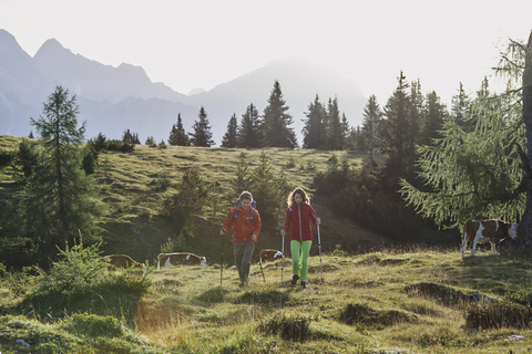 Österreich, Tirol, Mieminger Plateau, Wanderer auf Almwiese mit Kühen, lizenzfreies Stockfoto