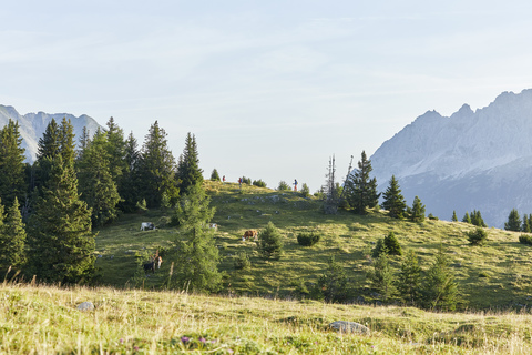 Austria, Tyrol, Mieming Plateau, cows on alpine meadow stock photo