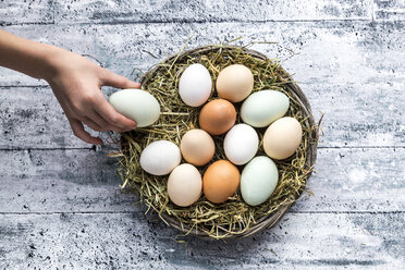 Different eggs, white, brown, light brown and green eggs - SARF03483