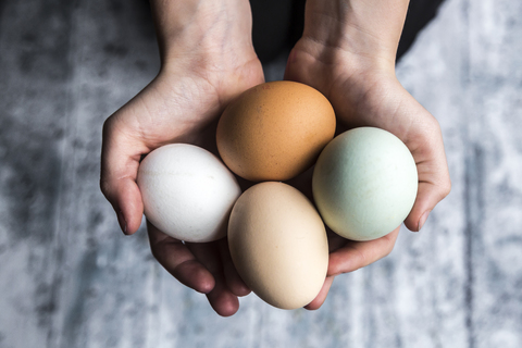 Different eggs, white, brown, light brown and green eggs stock photo