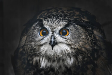 Portrait of eagle owl, Bubo bubo - FDF00231