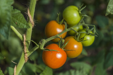 Tomaten, die an einer Tomatenpflanze wachsen - TCF05451