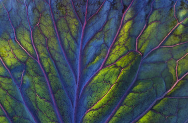 Detail of a red cabbage leaf - TCF05460