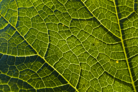 Detail eines Wirsingblatts, lizenzfreies Stockfoto