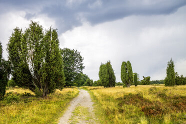 Germany, Lower Saxony, Lueneburg Heath - PUF01116