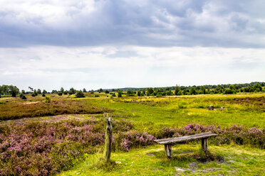 Deutschland, Niedersachsen, Lüneburger Heide - PUF01117