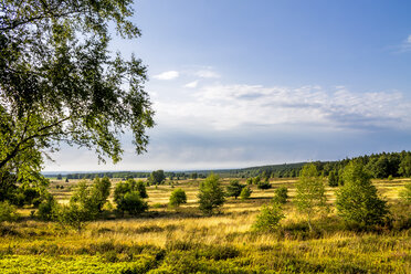 Deutschland, Niedersachsen, Lüneburger Heide - PUF01122