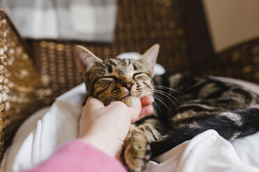 Close-up of woman petting cat - NMS00191